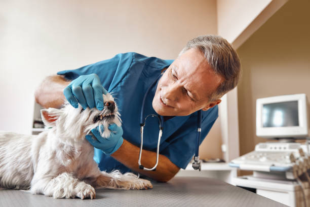 Best Emergency Root Canal Treatment in Sheldon, IL